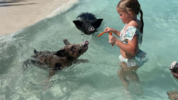 Nassau: Babi Renang Dan Snorkel Bersama Penyu