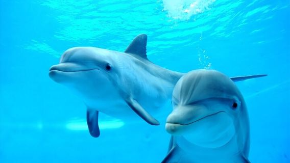 Dolphin House Snorkel & Water Fun Activity with Lunch - Hurghada