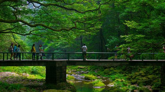 Private Tour in Zhangjiajie National Forest Park with Avatar Mountain