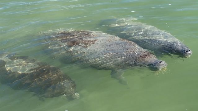 Explora los arroyos de manglares con un alquiler de SUP/kayak individual durante todo el día