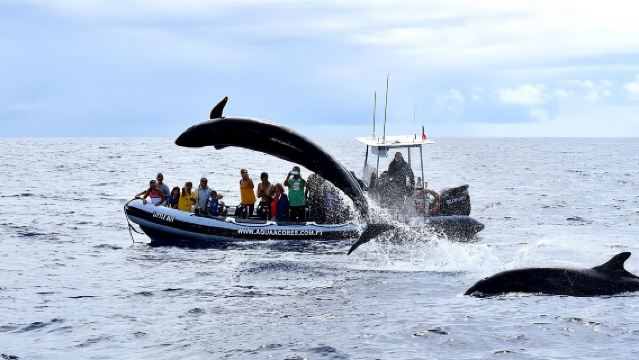 Whale and Dolphin Watching in Pico Island - Half Day