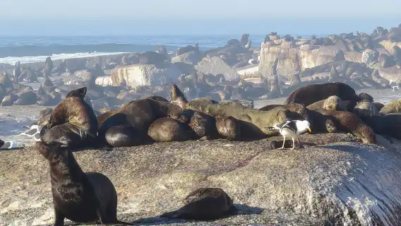 FULL Day Cape of Good Hope and Boulders Penguin Colony