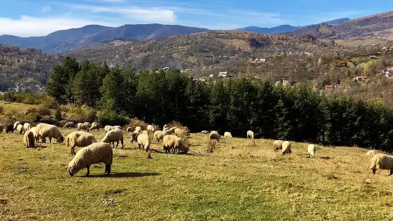 Original Carpathian Village Experience and Sinaia in one day tour