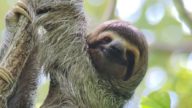 Tour guiado por la naturaleza en el Parque Manuel Antonio de 2-3 horas