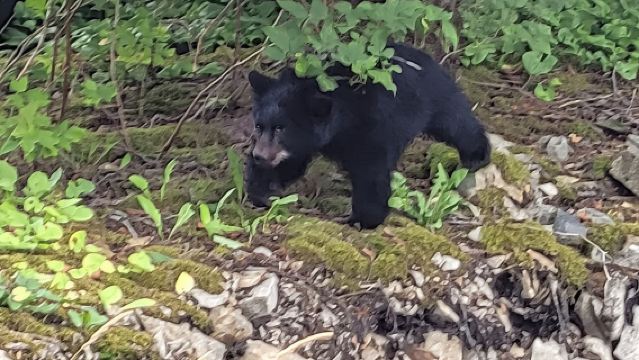 Экскурсии по водопадам с наблюдением за дикой природой Аляски