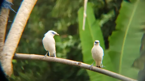 從烏佈出發：Tengkudak 村導覽（含觀鳥活動）