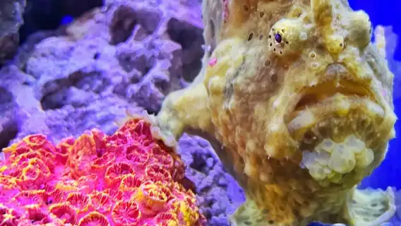 The Florida Aquarium Ticket