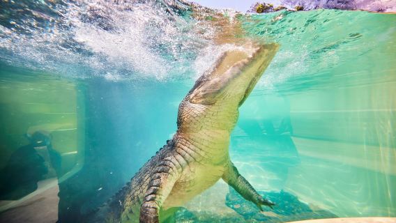 Port Douglas: Desayuno con los pájaros