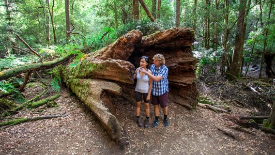 From Hobart: Mt. Field, Mt. Wellington and Wildlife Day Tour