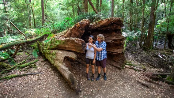Desde Hobart: Excursión de un día al Monte Field, el Monte Wellington y la vida silvestre