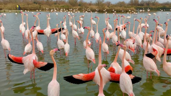 Naturpark Arles und Camargue (einschließlich Aigues Mortes)