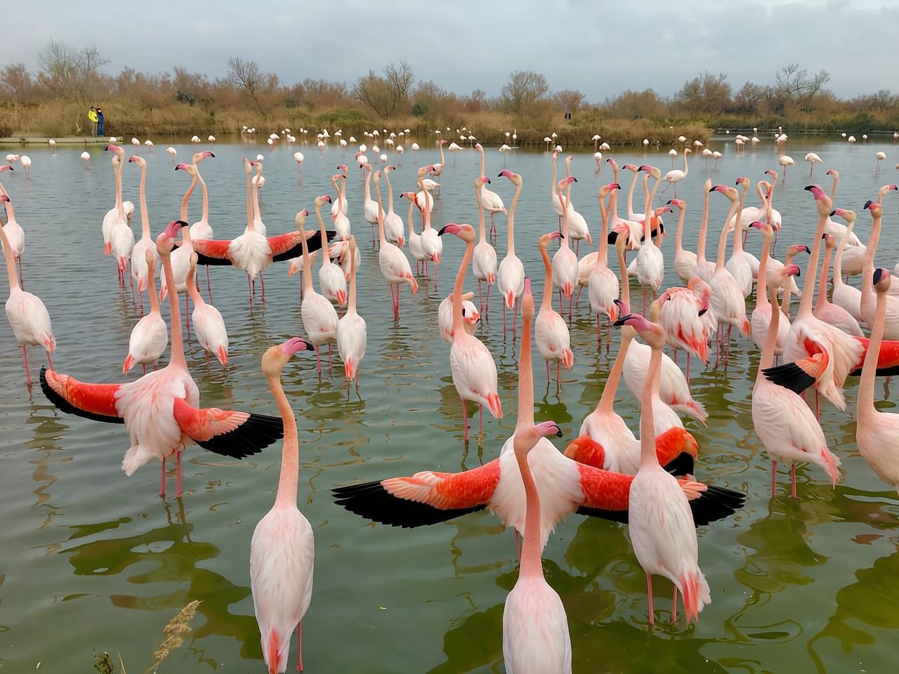 Parque Natural de Arles y Camarga (incluido Aigues Mortes)