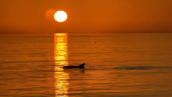 Clearwater Beach: Tiki Boat Experience