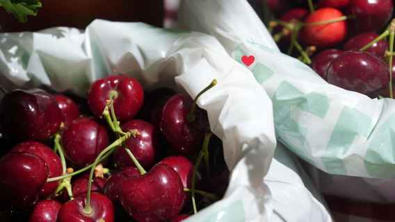 perjalanan satu hari Memetik Ceri di Sydney, Australia [musiman Musim Panas/Mencicipi Ceri/Bahasa Inggris & Mandarin]