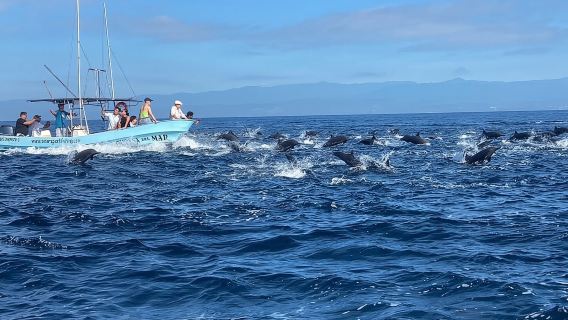 Bootsfahrt zur Beobachtung der Meeresfauna in Puerto Escondido