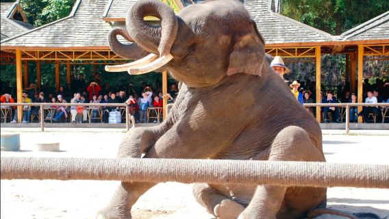 Xishuangbanna in Yunnan - Komplettführung für Geschäftsreisen, Tourismus, Trip Moments und Alltag | Trip Moments-Service verfügbar | Mehrsprachige Begleitung + professionelle Übersetzung + maßgeschneiderter Privattransfer