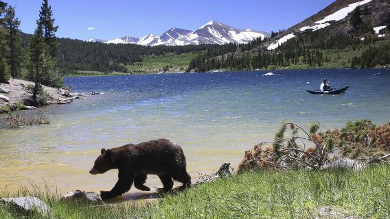 Small Group Yosemite and Giant Sequoias Day Trip from San Francisco