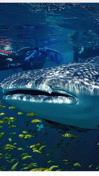 Cebu departure: Oslob Whale Shark Watching + Badian Kawasan Falls canyon adventure 1-day tour