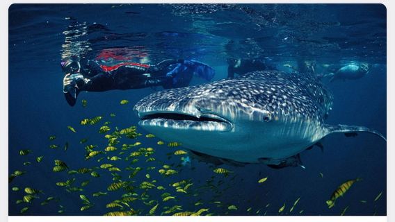 Excursion d'une journée d'observation des requins-baleines à Oslob et de canyoning aux chutes de Badian Kawasan au départ de Cebu
