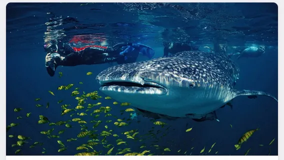 Départ de Cebu : Excursion d'une journée pour observer les requins-baleines à Oslob et explorer les gorges et cascades de Badian