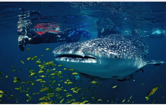 宿霧出發：奧斯洛布鯨鯊觀賞+巴迪安卡瓦森瀑布峽谷探險一日遊