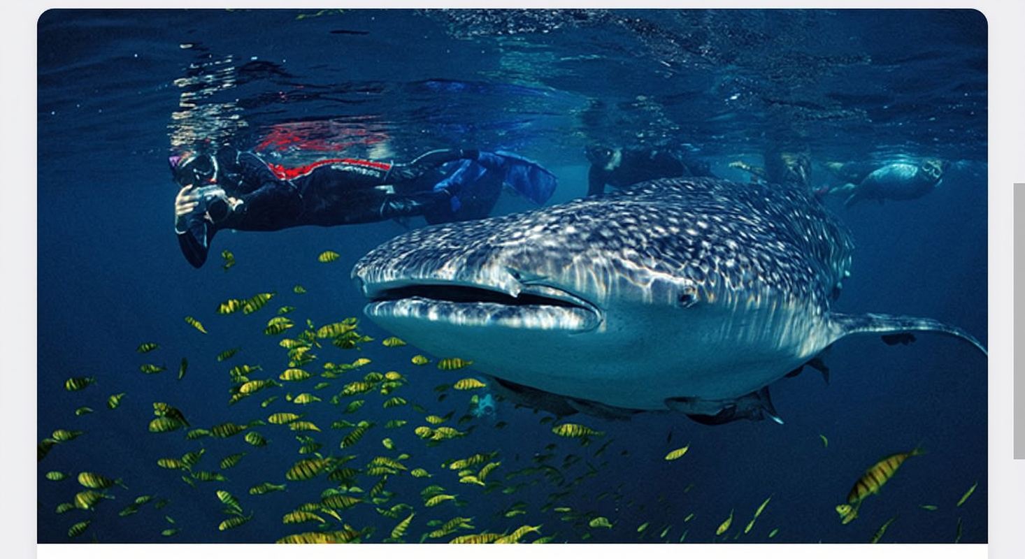 Cebu departure: Oslob Whale Shark Watching + Badian Kawasan Falls canyon adventure 1-day tour
