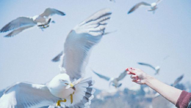 【私家團】帆船出海+蓮花山+棒棰島+威尼斯水城純玩1日包車遊