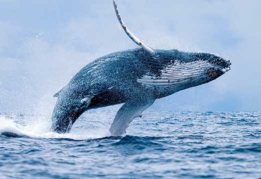 From Maalaea: Whale Watching Tour Aboard the Quicksilver