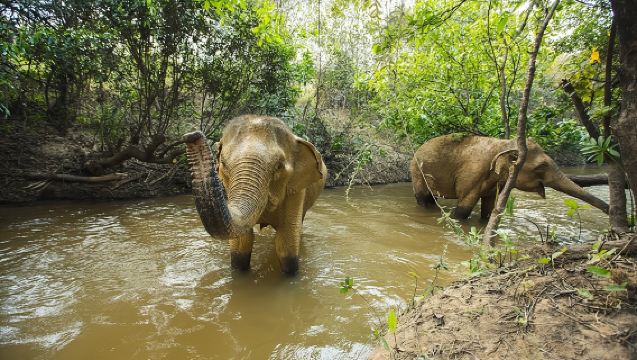 Halbtages-Aktivität mit Elefanten in Kambodscha ab Siem Reap