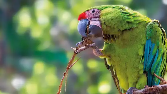 Siam Park & Loro Parque: Entry Ticket + Siam Park Transfer from North