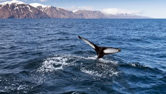 Iceland Reykjavik Whale Watching one-day tour(English Tour)