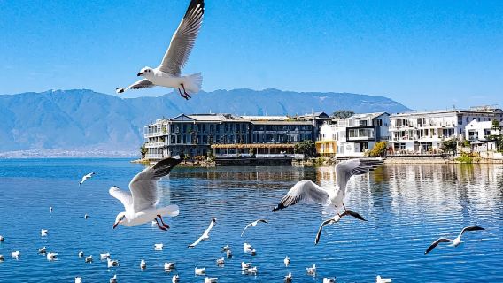 Dali Privattransfer + Rund um den Er Hai + Einzelgruppe + Wahl zwischen 5-Sitzer oder 7-Sitzer + Abholservice