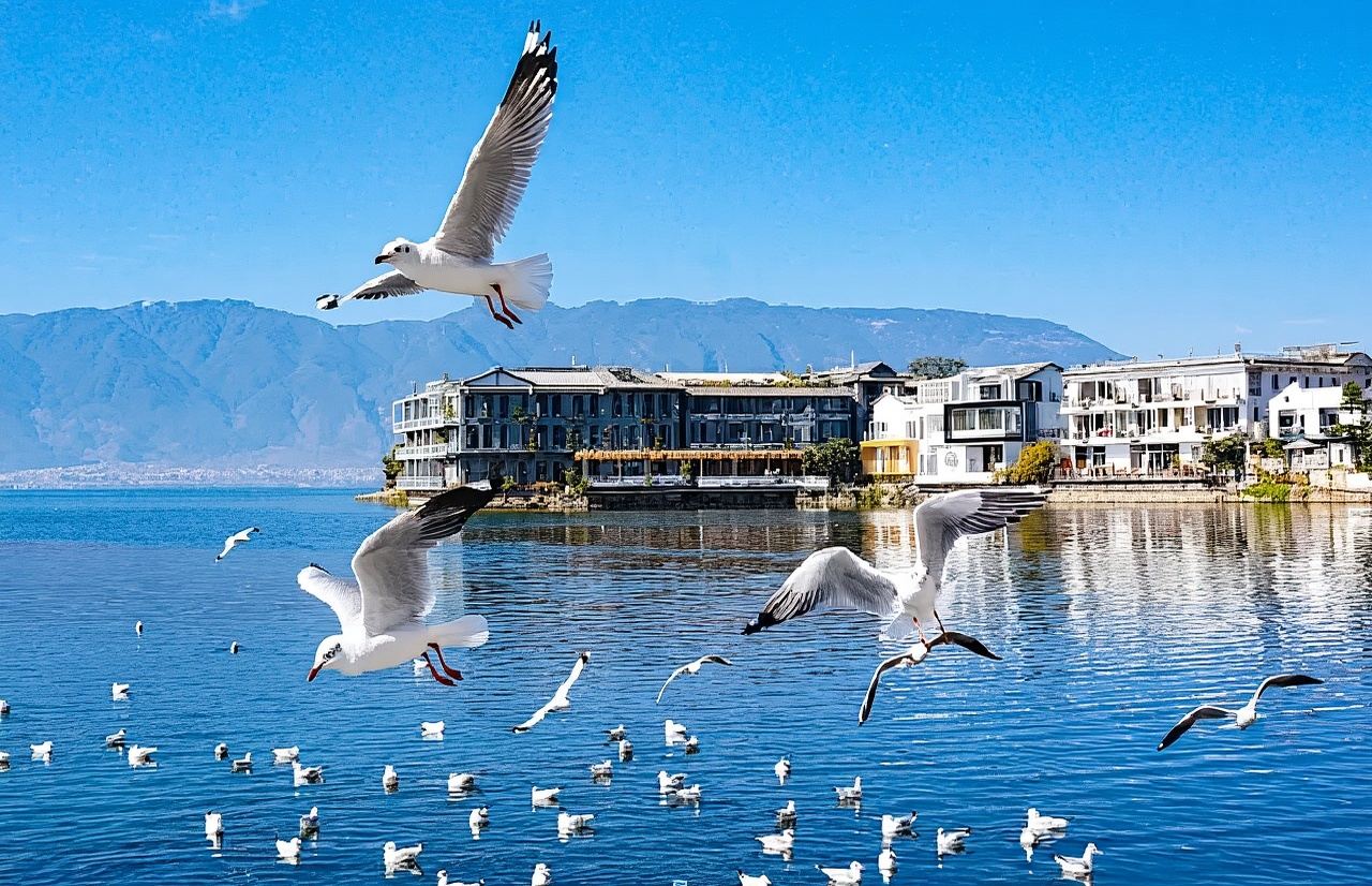 Tour di un giorno intorno al Lago Erhai con noleggio con conducente esclusivo + 1 singolo 1 gruppo + opzioni per 5/7/9 posti + servizio di prelievo a domicilio