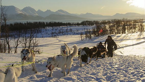 Norway Tromso Dog Sledding Tour: Optional Self-Drive Sledding Experience/Northern Lights Chase