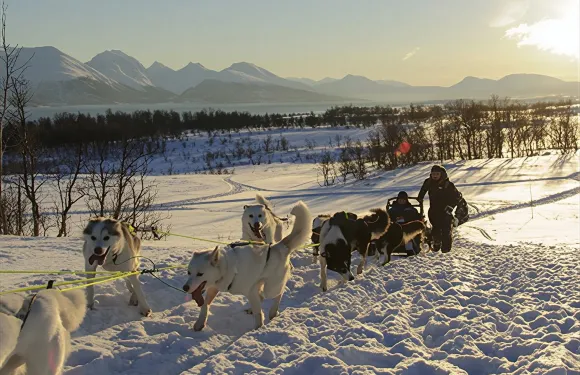 挪威特羅姆瑟狗拉雪橇之旅·可選自駕雪橇體驗/追極光
