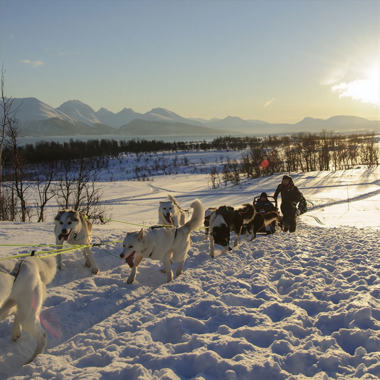 Tur Kereta Luncur Anjing di Tromso, Norwegia · Opsi Mengemudi Sendiri/Melihat Aurora
