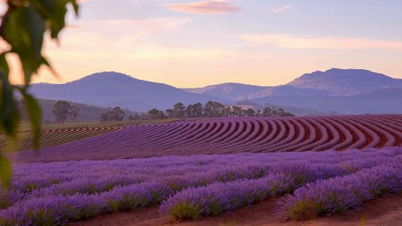 Lawatan Sehari Launceston Tasmania [Cataract Gorge + Ladang Lavender/Taman Wetland]