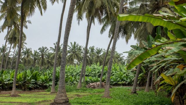 Half-Day Cultural Tour of Salalah: Gardens, Mosque & Al-Baleed Heritage