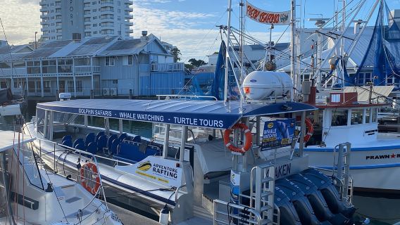 Mooloolaba: 2-Hour Whale Watching Adventure