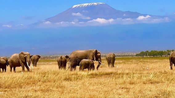Tour trong ngày tham quan Công viên quốc gia Amboseli và Làng Masai