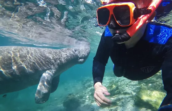 與水下攝影師一起體驗海牛游泳之旅
