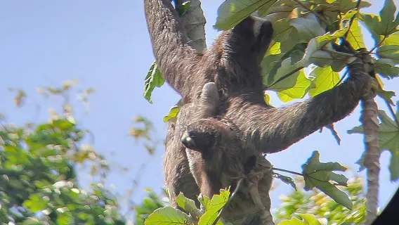 Ocean to Ocean Combo: Canal Boat Ride, Locks, Fort San Lorenzo