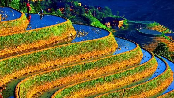 Small Group: Longji Rice Terraces & Minority Village Tour