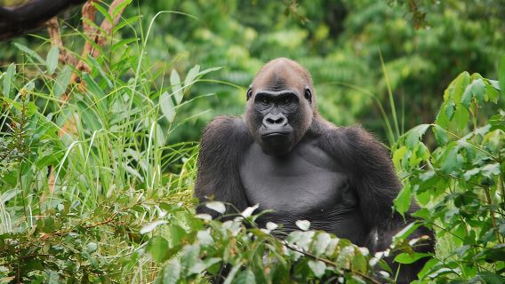 Gorilla Full Day in Lesio Luna Reserve From Brazzaville 