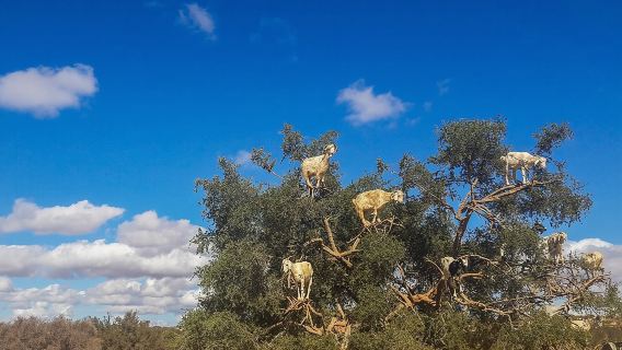 ทริปเที่ยวชายฝั่งเอสซาอุอิราแบบไปเช้าเย็นกลับจากมาร์ราเกช