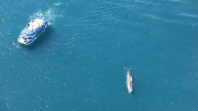 Kaikoura-Walbeobachtungstour ab Christchurch