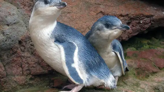 Akaroa Harbour Nature Cruise