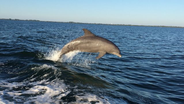 Dolphin Watching Nature Cruise and Eco Tour from Hubbard's Marina in John's Pass