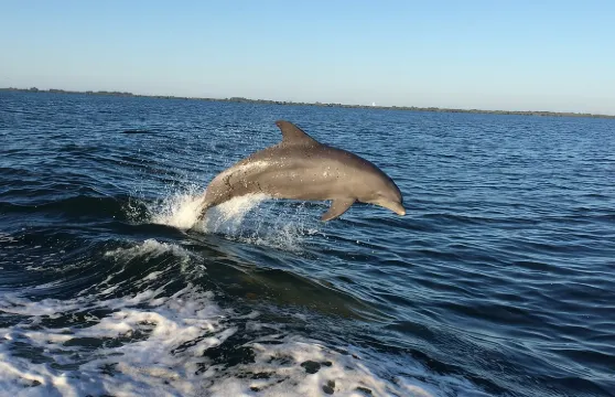 從約翰遜通道的哈伯德碼頭出發,參加觀賞海豚的自然巡遊和生態之旅。