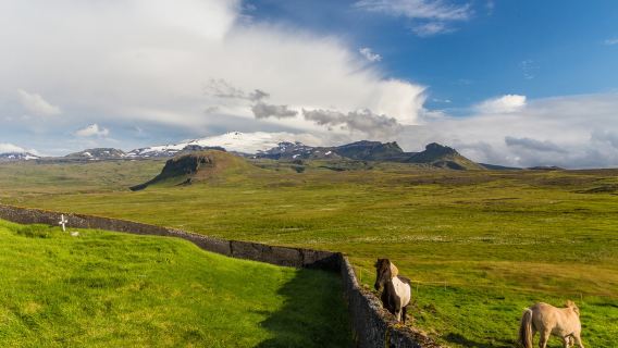 perjalanan satu hari Semenanjung Snæfellsnes dari Reykjavik